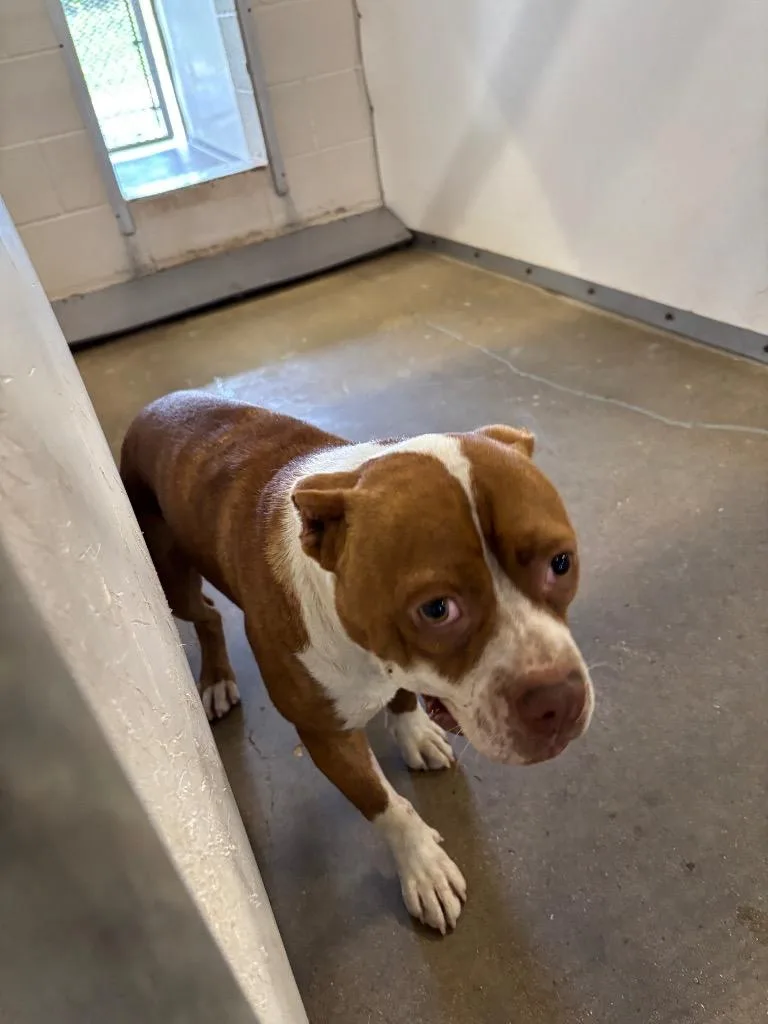 An adult medium-sized male Pit Bull Terrier dog named Puppet for adoption in Belton, TX