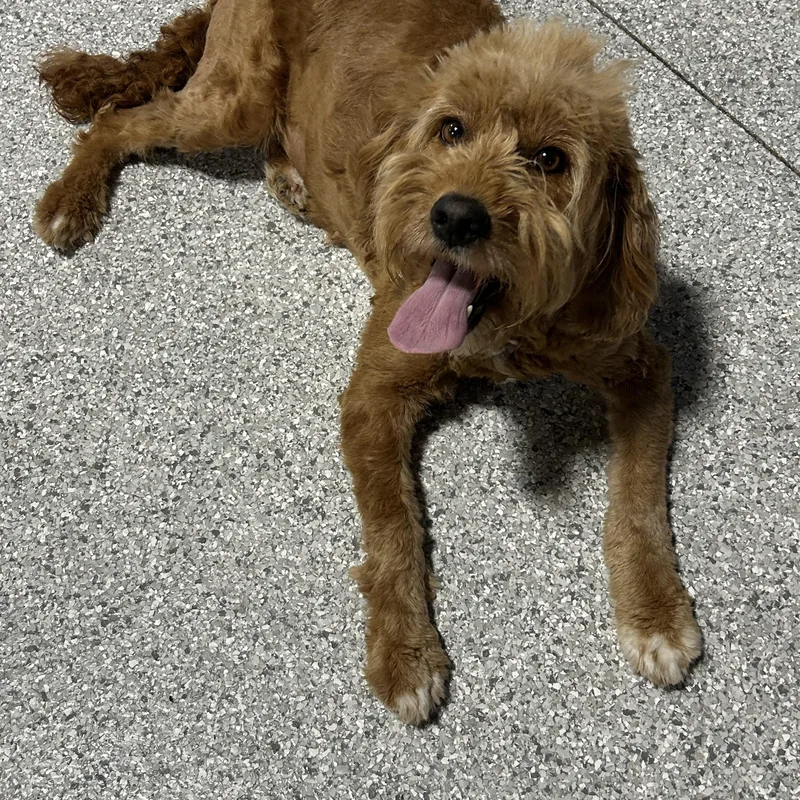 An adult small-sized female Red / Chestnut / Orange Goldendoodle dog named Layla. Miniish lbs for adoption in Antwerp, OH