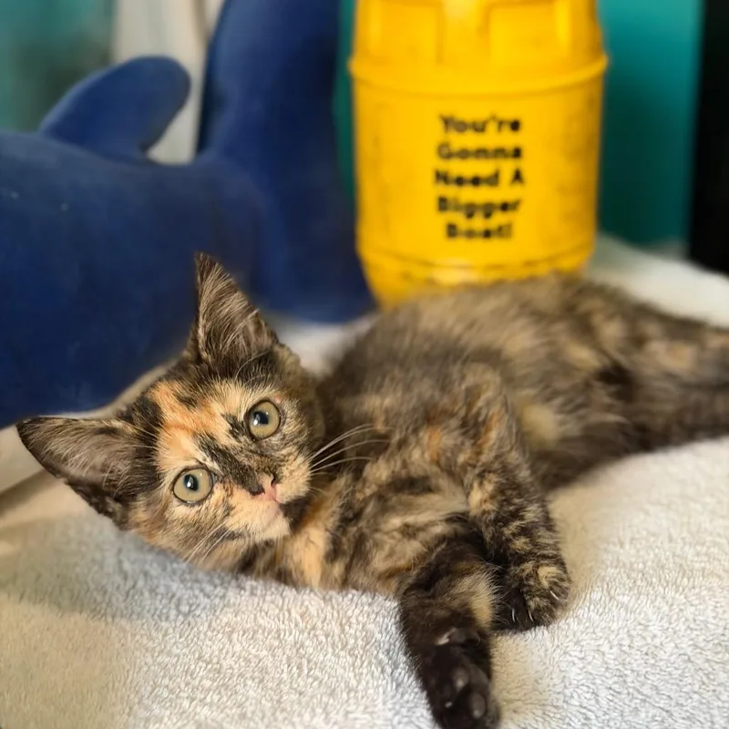 A baby small-sized female Tortoiseshell Domestic Short Hair cat named Ellen Brody for adoption in Brownsboro, AL