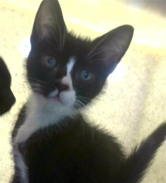 A baby small-sized female Domestic Short Hair cat named My for adoption in Tallahassee, FL