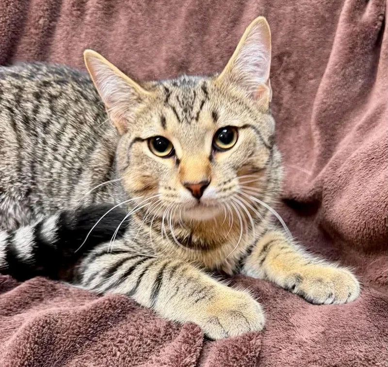 A baby medium-sized male Tabby (Gray / Blue / Silver) Domestic Short Hair cat named Ridge for adoption in Alexandria, MN