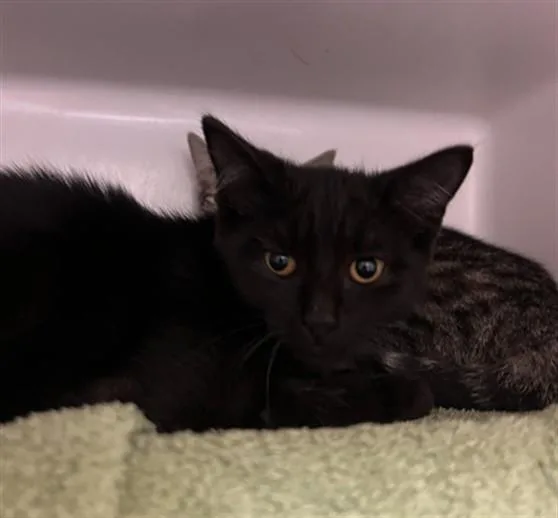 A baby medium-sized male Domestic Short Hair cat named Ted for adoption in Boston, MA
