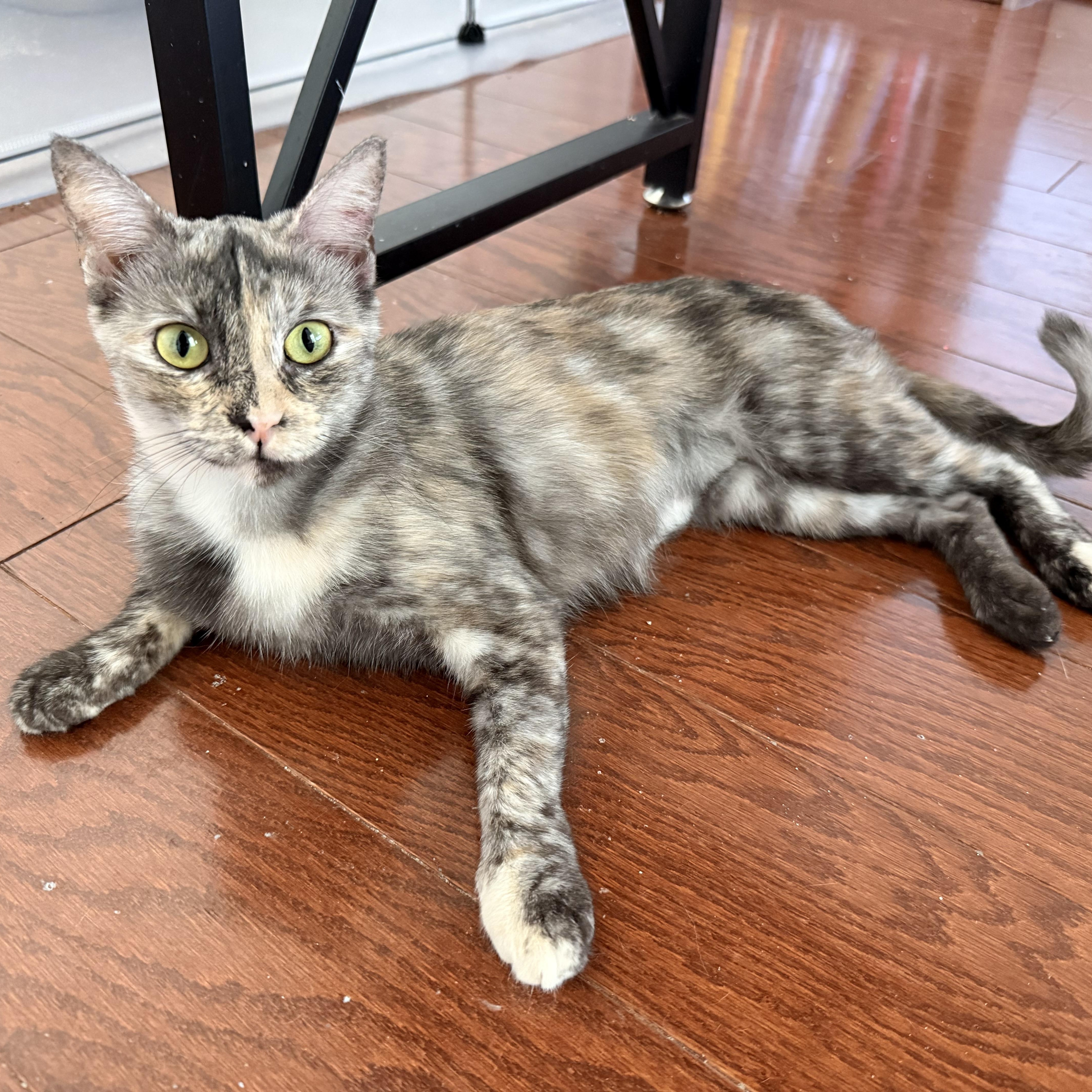 A baby small-sized female Dilute Calico American Shorthair cat named Pepper for adoption in Houston, TX