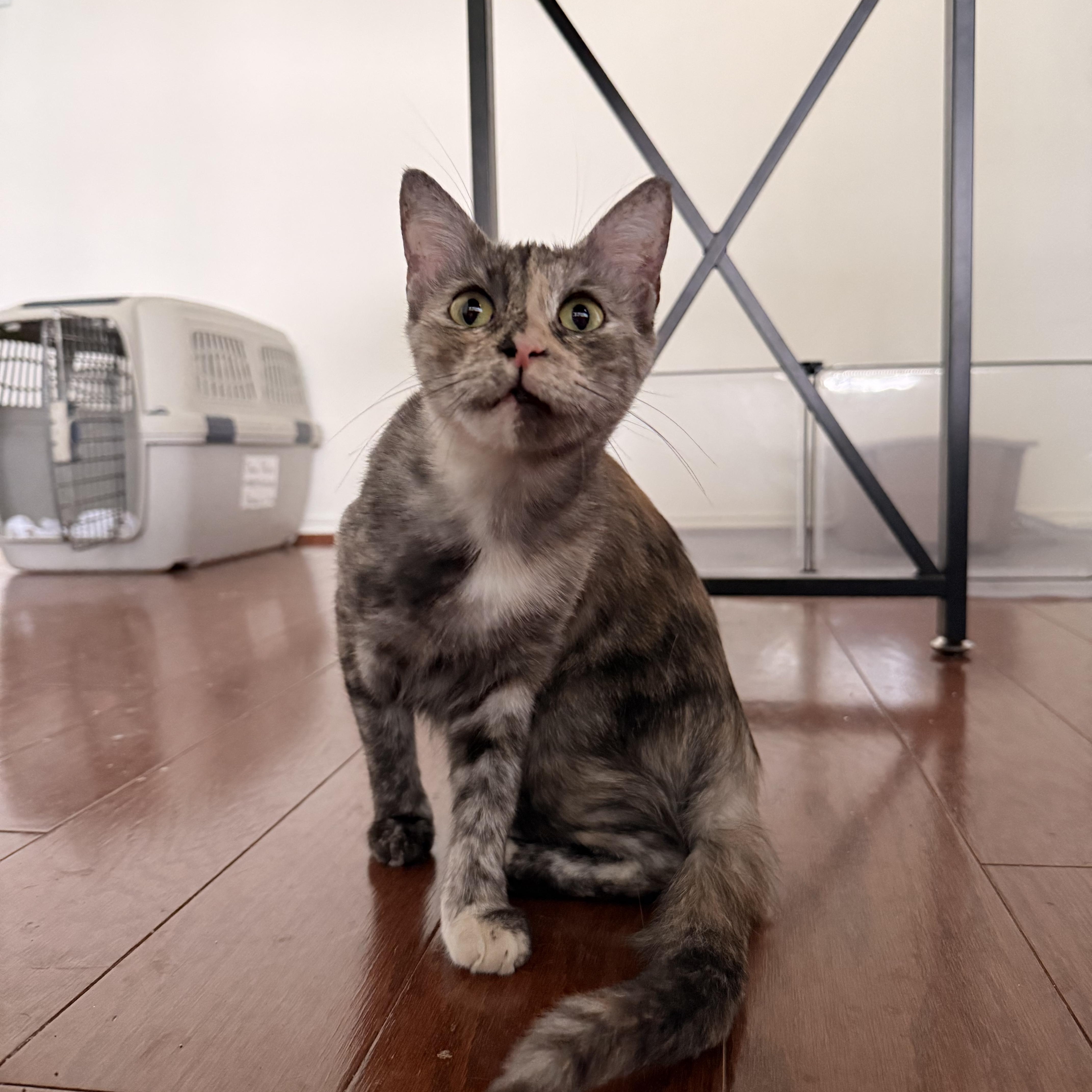 Pepper thumbnail 2