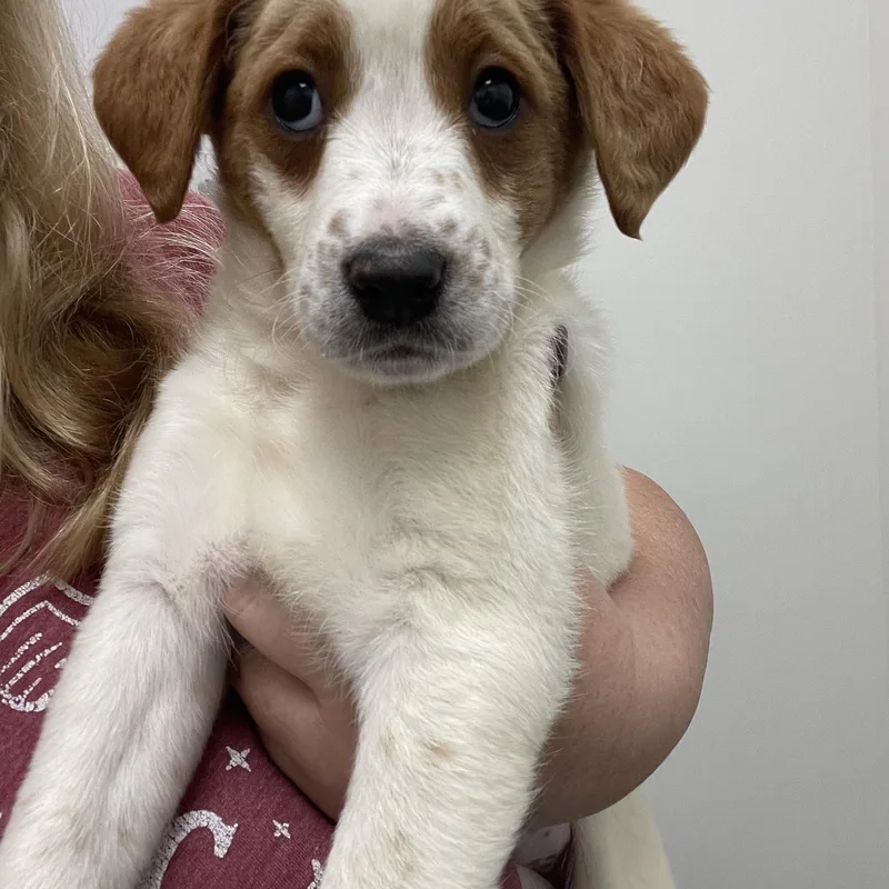 A baby medium-sized female Red / Chestnut / Orange Australian Cattle Dog / Blue Heeler dog named Margot for adoption in Woodland Hills, CA