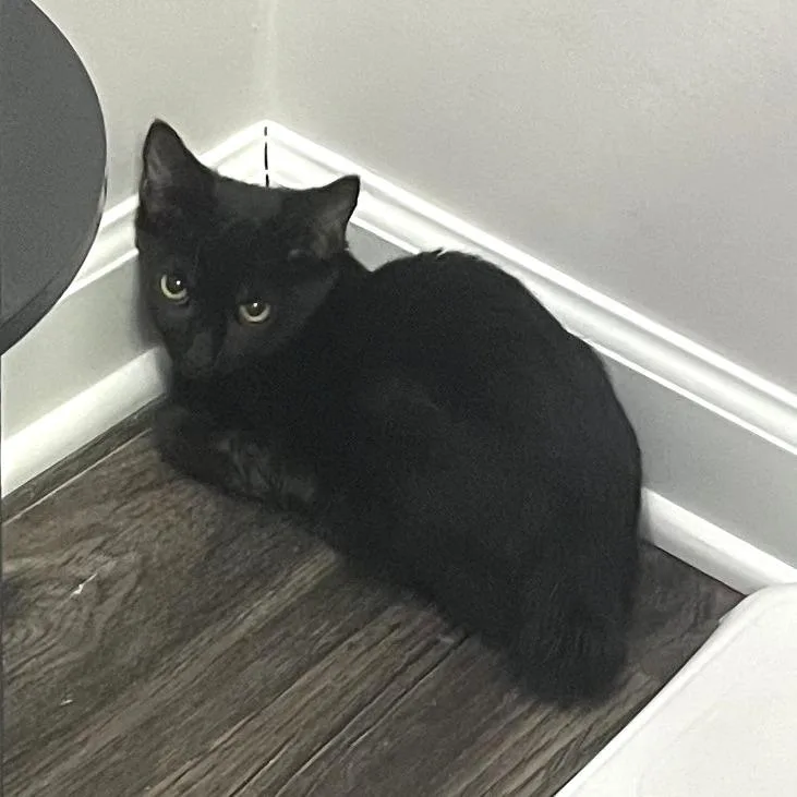 A baby small-sized female Black American Bobtail cat named Tefiti for adoption in Brownsboro, AL