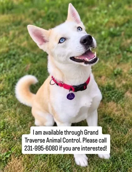 A young medium-sized female Siberian Husky dog named Sitka for adoption in Traverse City, MI