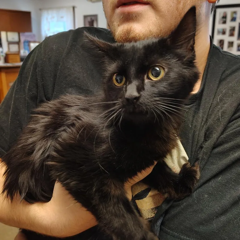 An adult medium-sized female Black Domestic Medium Hair cat named Phantom for adoption in Indiana, PA