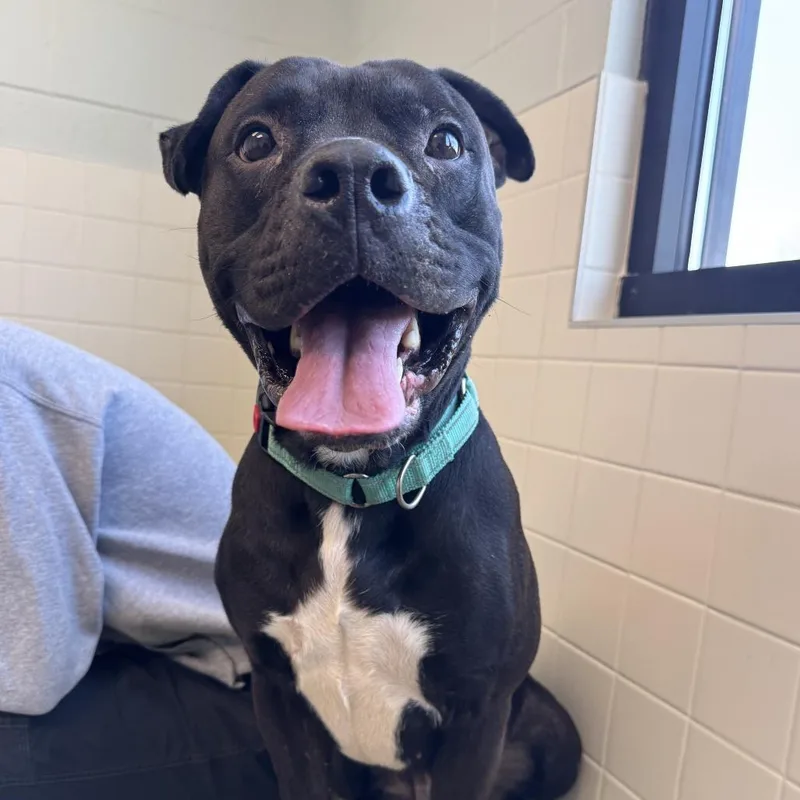 An adult large-sized male Black English Bulldog dog named Johnny Depp for adoption in Melbourne, KY
