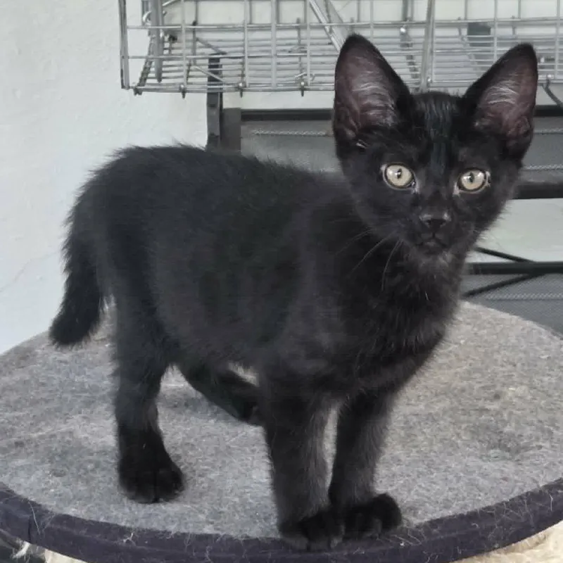 A baby medium-sized male Black Tabby cat named Obsidian aka "Sid" for adoption in Harrisburg, PA
