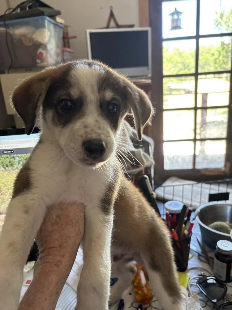 A baby medium-sized male Tricolor (Brown, Black, & White) Border Collie dog named Lucky for adoption in New Braunfels, TX