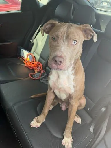 A young medium-sized male Mixed Breed dog named Barry for adoption in Chamblee, GA