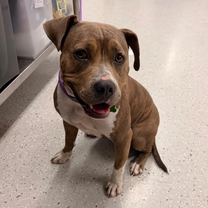 A young medium-sized female Brown / Chocolate Pit Bull Terrier dog named Magenta for adoption in Indianapolis, IN