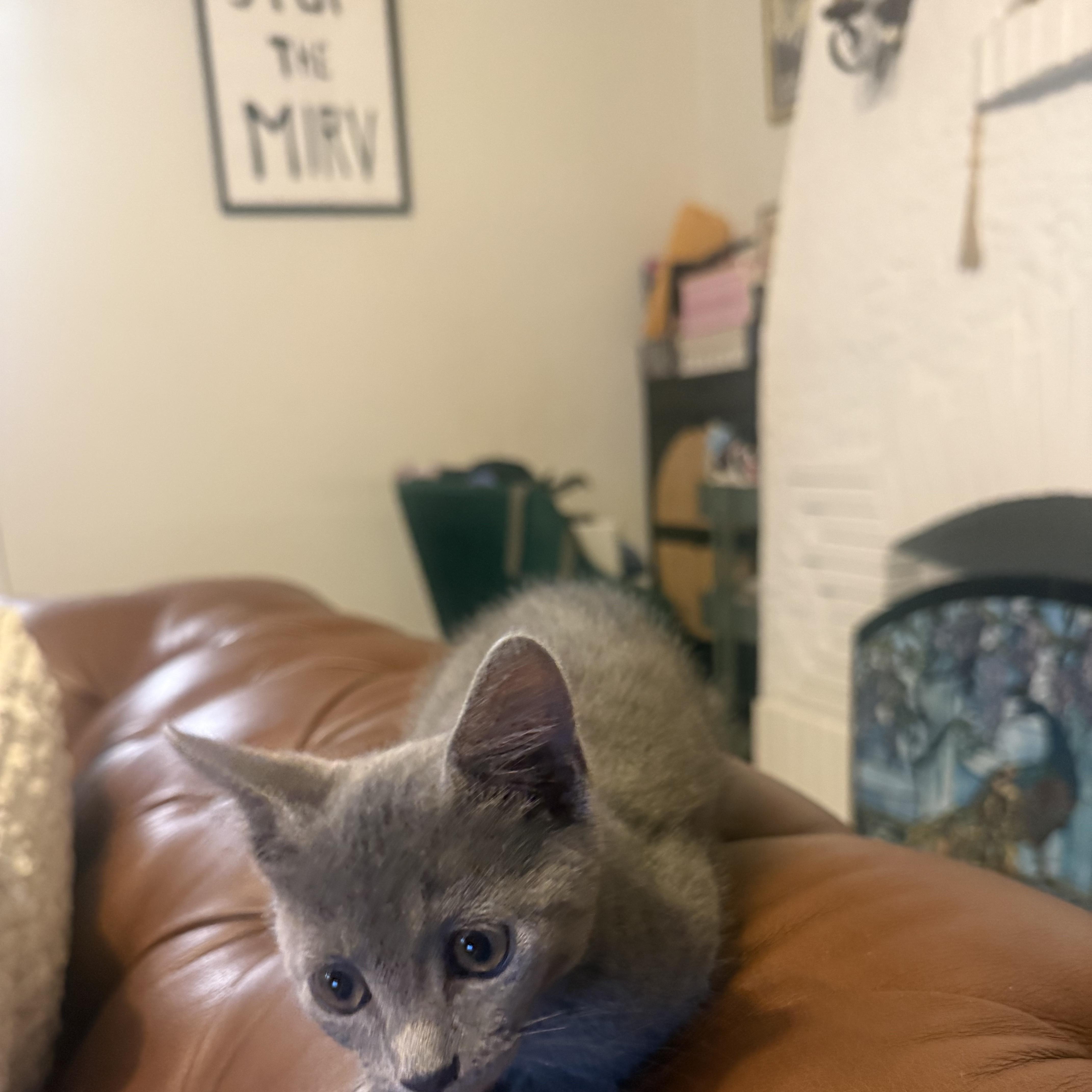 A baby medium-sized female Domestic Short Hair cat named Minka for adoption in Davis, CA