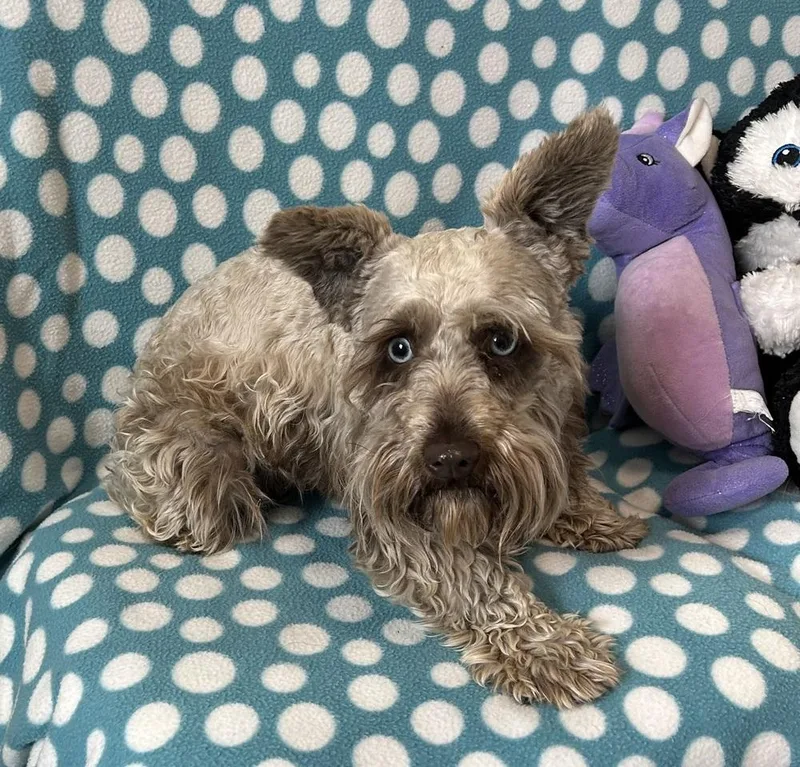 An adult small-sized female Schnauzer dog named Taffy for adoption in Cedartown, GA