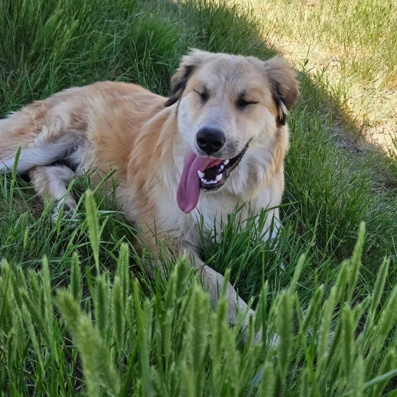A young large-sized male Yellow / Tan / Blond / Fawn Mixed Breed dog named Bear for adoption in Park City, UT