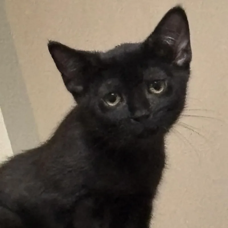 A baby small-sized female Domestic Short Hair cat named Marina for adoption in Cumming, GA