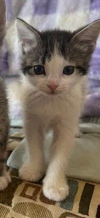 An adult small-sized female White Domestic Short Hair cat named Tiger Lily for adoption in Fruit Heights, UT