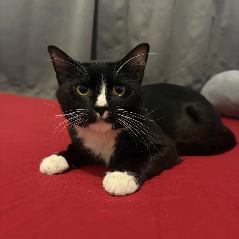 A young medium-sized male Black Domestic Short Hair cat named Sailor Cat Skipper for adoption in Tacoma, WA