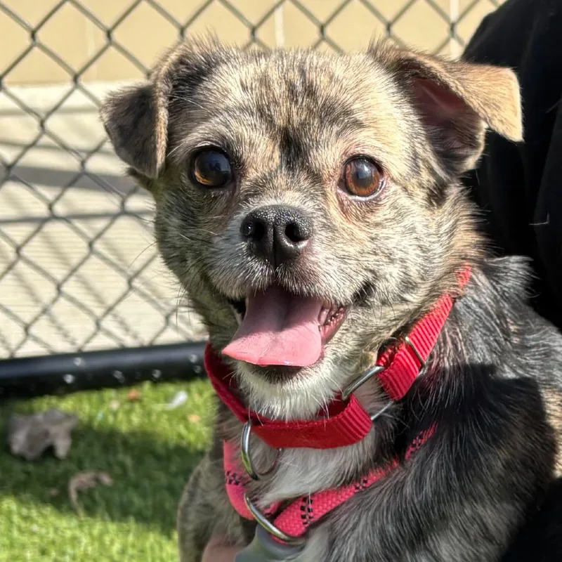 Cutie Pie thumbnail 2