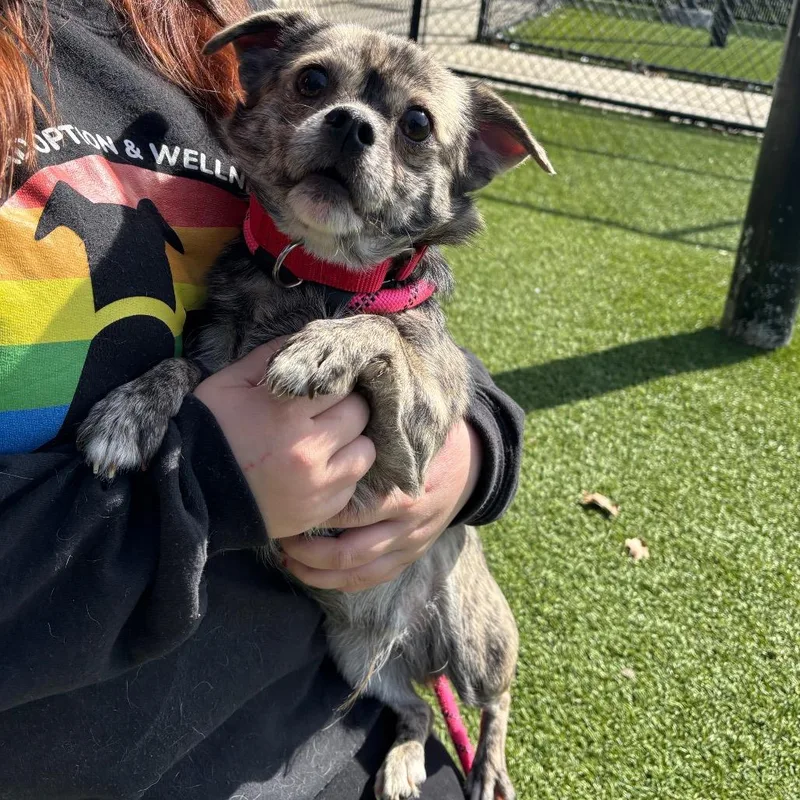 Cutie Pie thumbnail 3