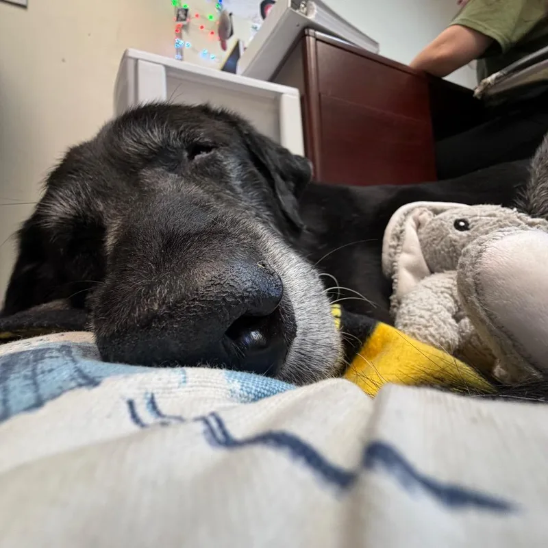 A senior large-sized male Black Mixed Breed dog named Koda for adoption in Chattanooga, TN