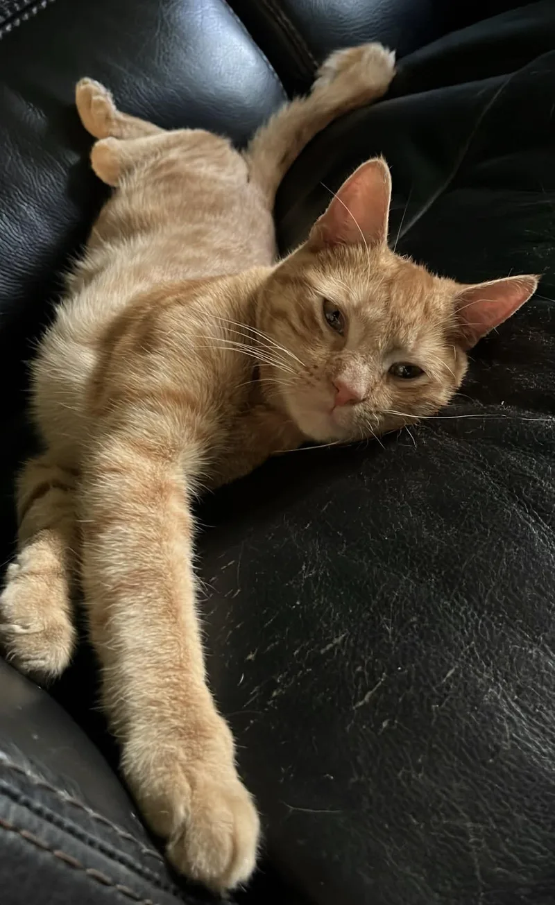 A young medium-sized male Tabby (Orange / Red) Domestic Short Hair cat named Chester for adoption in Huntington Beach, CA
