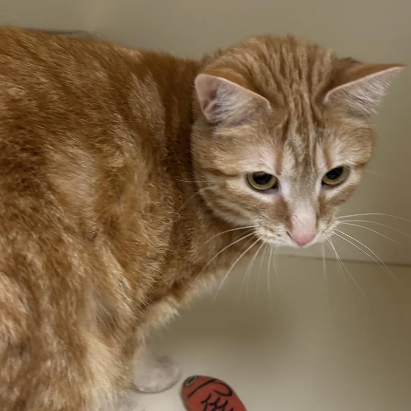 An adult medium-sized female Orange / Red Domestic Short Hair cat named Clementine for adoption in La Grange, KY