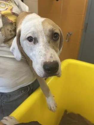 A young large-sized female Yellow / Tan / Blond / Fawn Mixed Breed dog named Reign for adoption in Wichita, KS