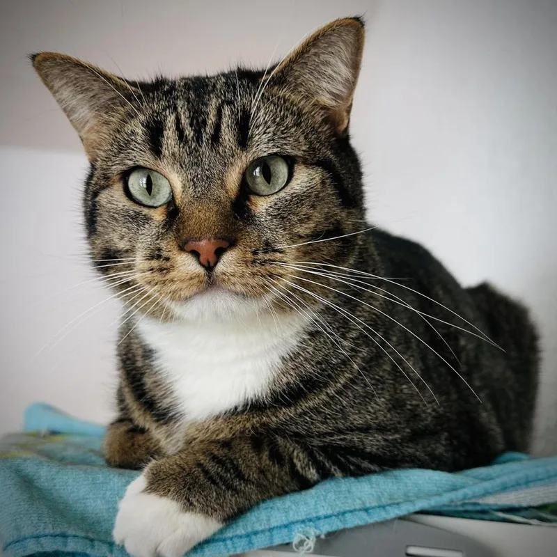 An adult medium-sized male Brown / Chocolate Domestic Short Hair cat named Ollie for adoption in Fort Worth, TX