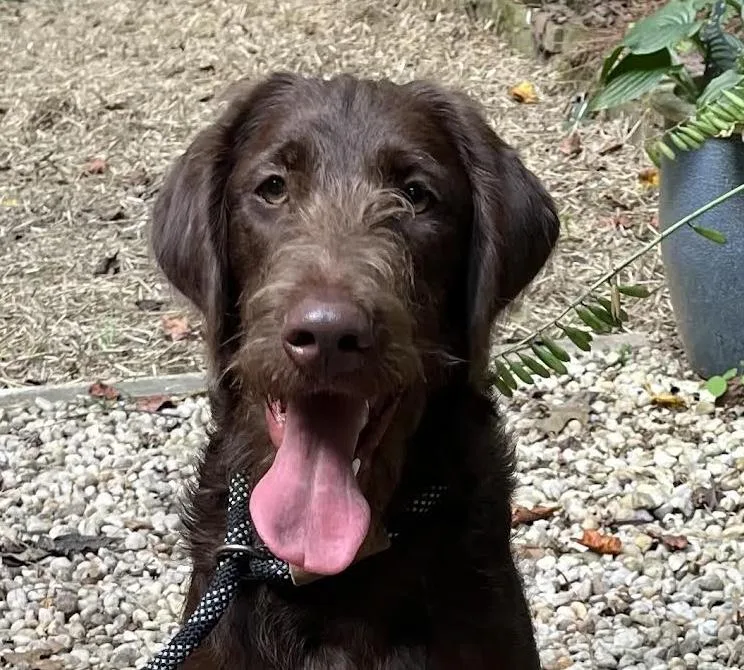 Tuckerdoodle thumbnail 3