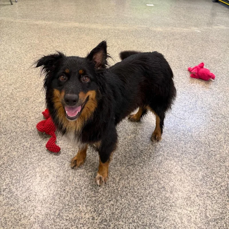 An adult medium-sized female Black Australian Shepherd dog named Lou Lou for adoption in Falls Church, VA