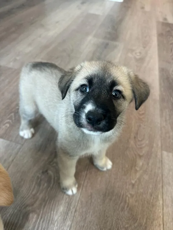 A baby medium-sized female German Shepherd Dog dog named Oakley for adoption in San Diego, CA