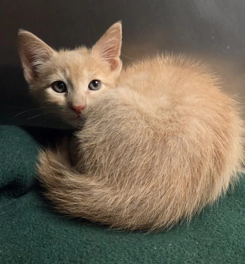 A baby small-sized male Domestic Short Hair cat named Cassian for adoption in Ocala, FL