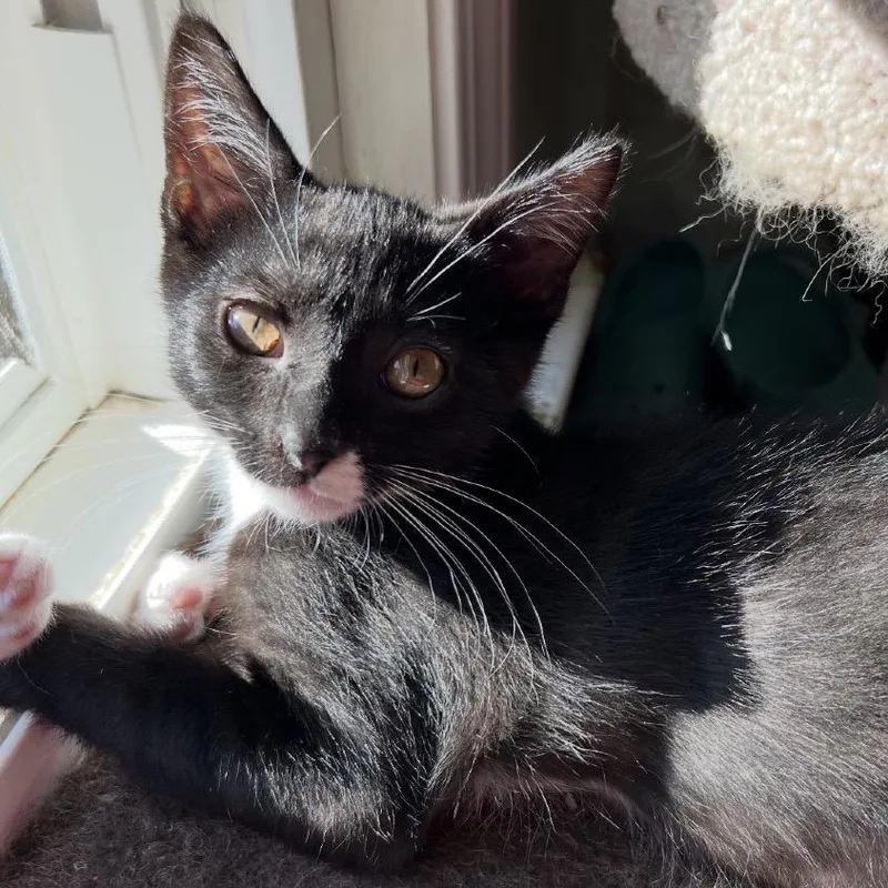 A baby small-sized male Black Domestic Short Hair cat named Dunkin for adoption in Owosso, MI