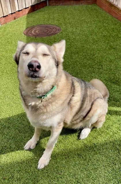 An adult large-sized female Husky dog named Mishka for adoption in Eugene, OR