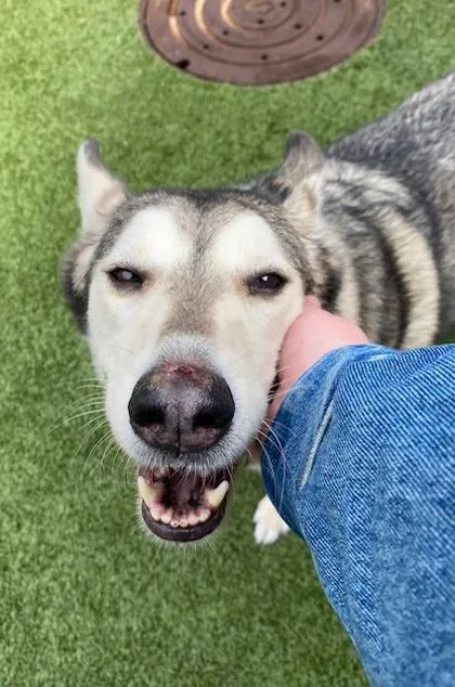 Mishka thumbnail 3