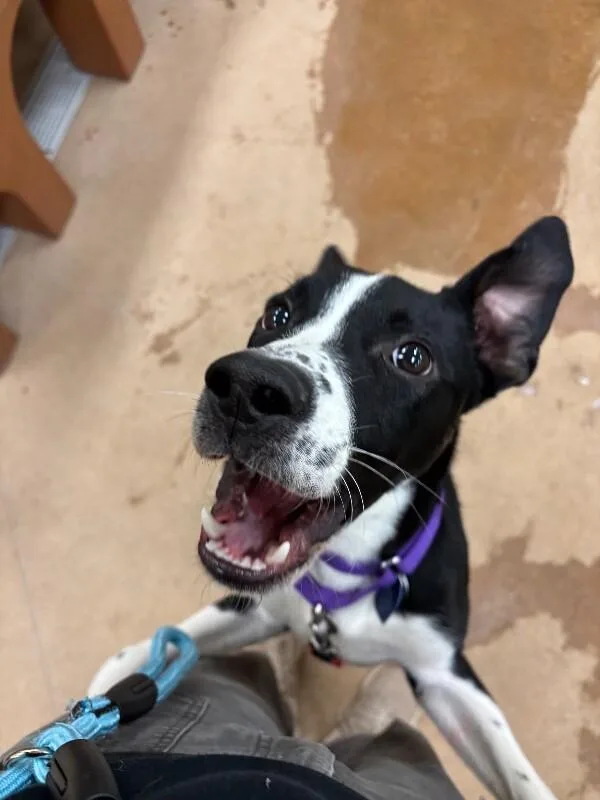 Cocopelli thumbnail 4