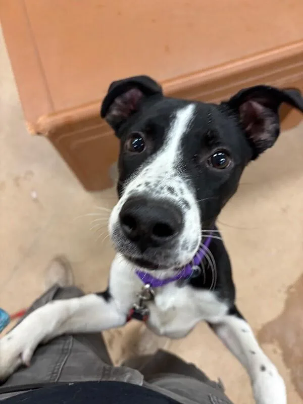 Cocopelli thumbnail 5