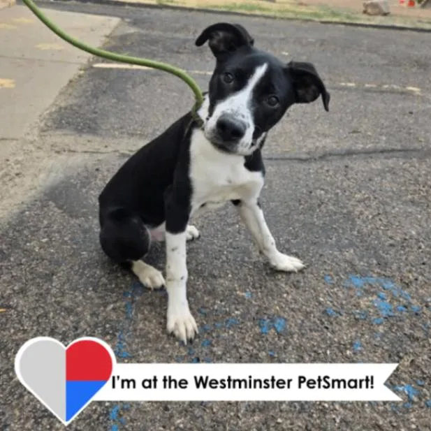 Cocopelli thumbnail 6