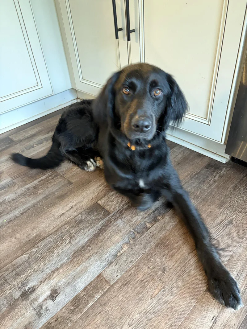 An adult medium-sized female Flat-Coated Retriever dog named Coa for adoption in Alpharetta, GA