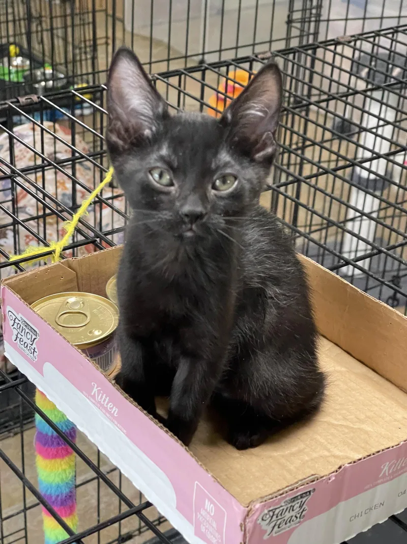 A baby medium-sized female Black Domestic Short Hair cat named Wellsy for adoption in Oviedo, FL