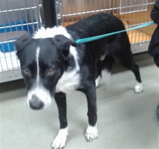 A young large-sized male Border Collie dog named Max for adoption in Salinas, CA