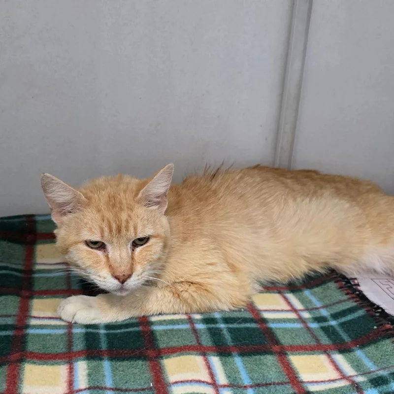 An adult small-sized male Orange / Red Domestic Short Hair cat named Chucky for adoption in Duncan, OK