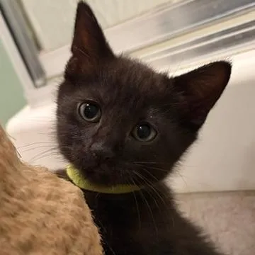 A baby small-sized male Domestic Short Hair cat named Ash for adoption in Troy, VA