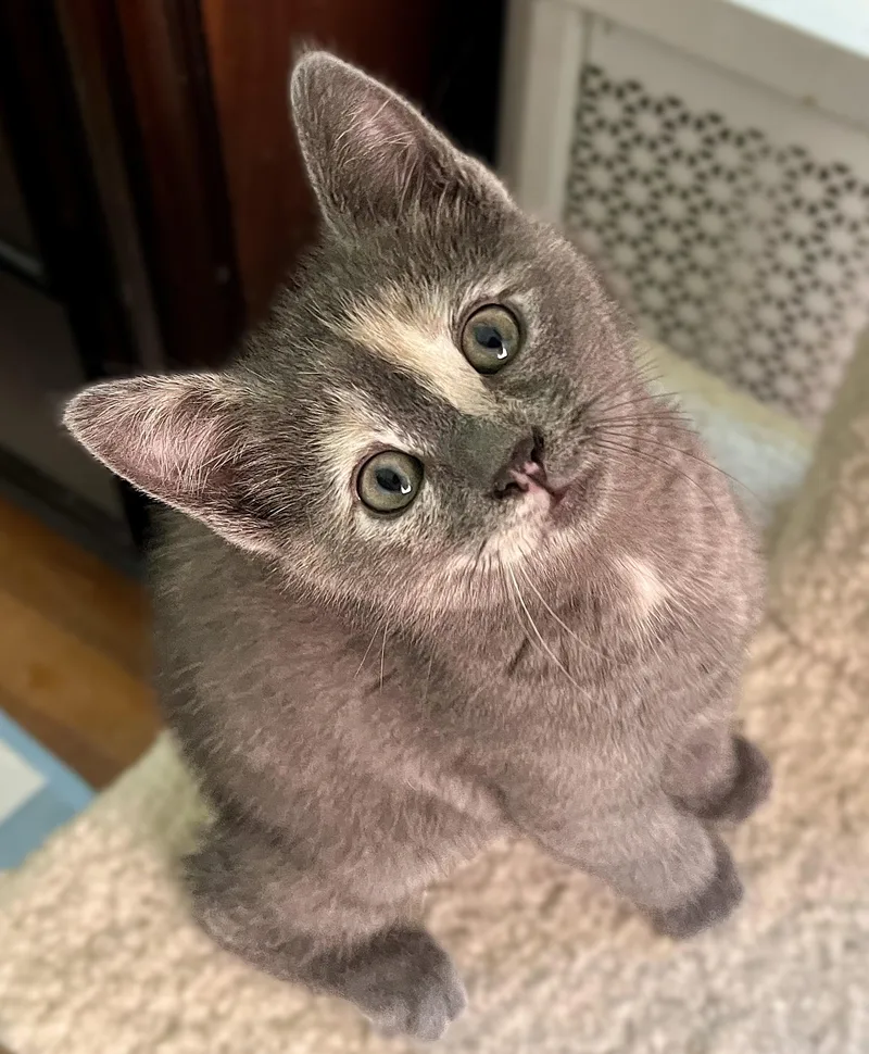 A baby medium-sized female Dilute Tortoiseshell Domestic Short Hair cat named Artemis for adoption in Rocky Hill, CT