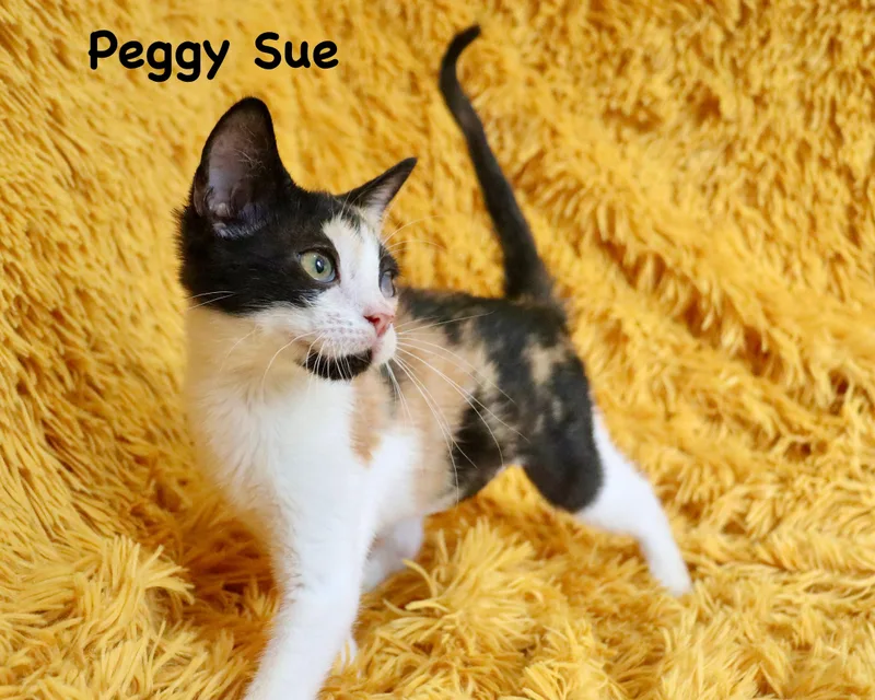 Peggy Sue thumbnail 4