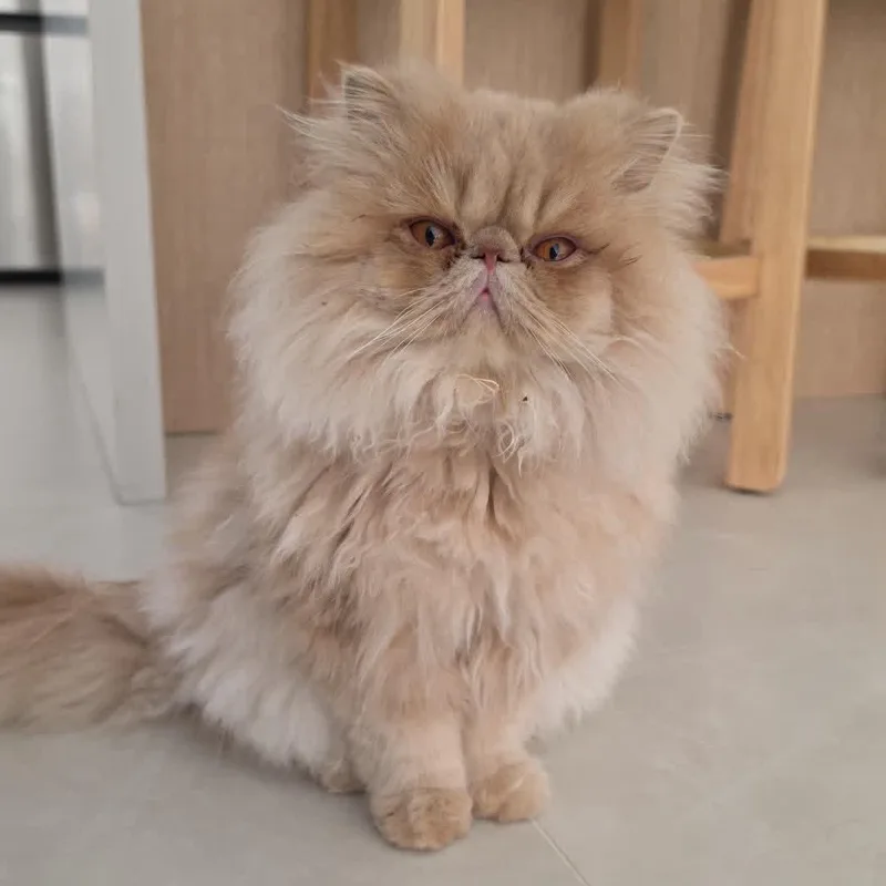 A baby medium-sized male Buff / Tan / Fawn Persian cat named Umka for adoption in Miami, FL