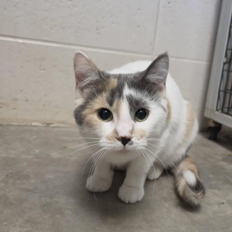 An adult medium-sized female Dilute Calico Domestic Short Hair cat named Sparkler for adoption in Chilton, WI
