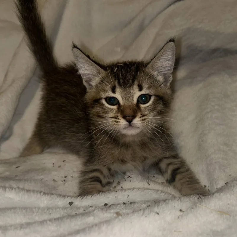 A baby small-sized female Domestic Short Hair cat named Kirby for adoption in Cumming, GA
